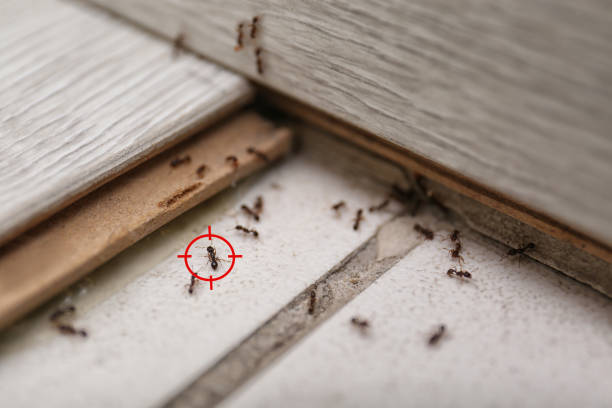 Best Wasp Removal Services  in Howard City, MI