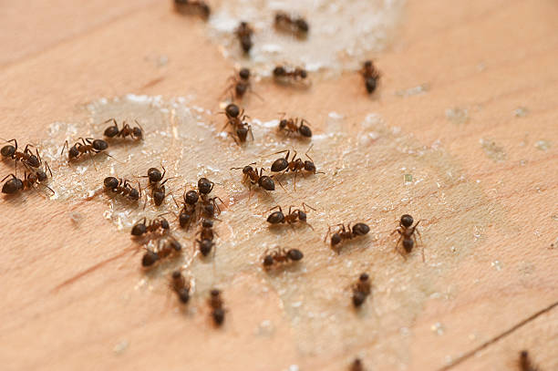 Trusted Howard City, MI Pest Control Experts